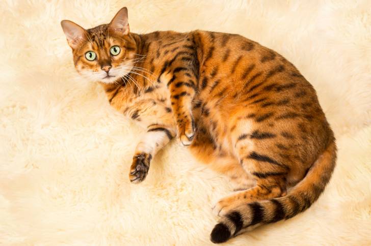 Un Bengal allongé sur un tapis blanc