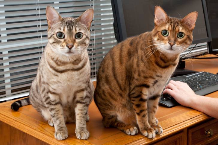 Photo Bengal