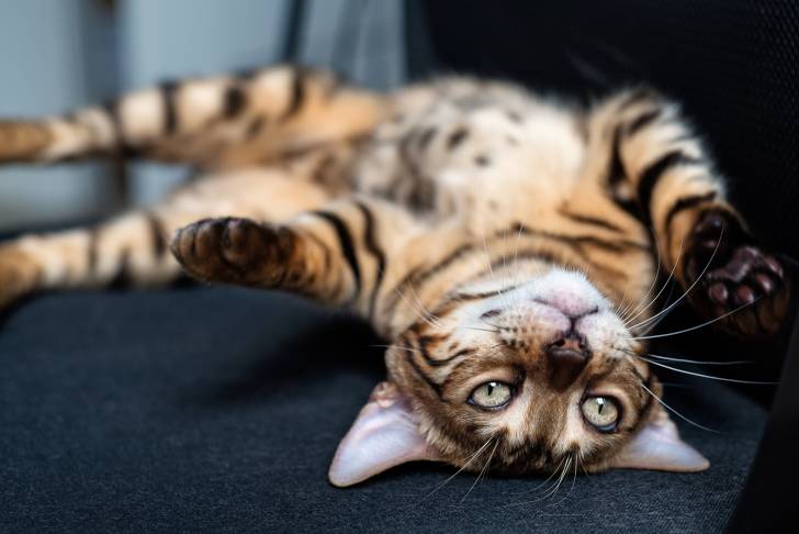 Un Bengal allongé sur le dos