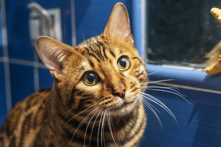 Vue proche d'un Bengal dans une salle de bains