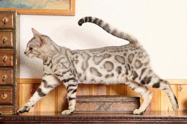 Un Bengal sur un bureau en bois