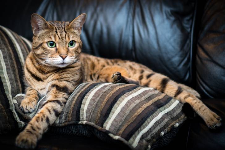 Un Bengal allongé sur un canapé en cuir