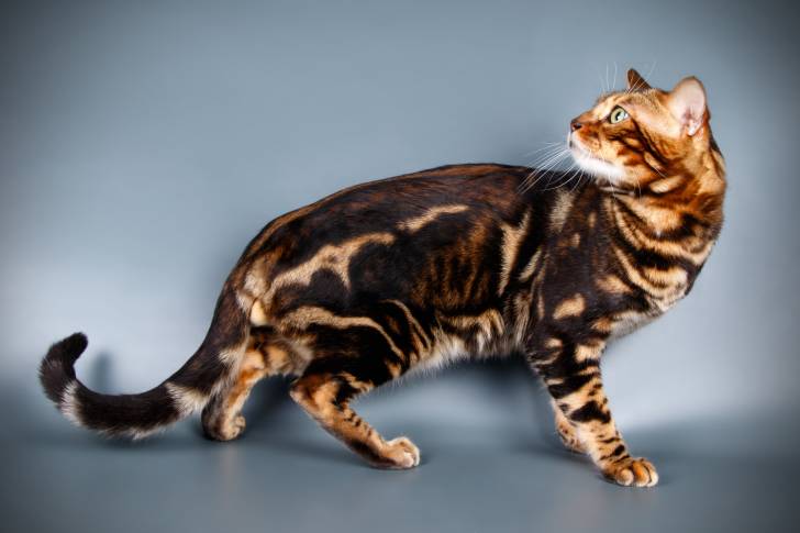 Séance photo d'un Bengal