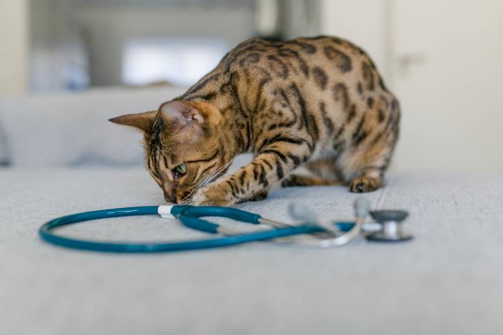 Photo Bengal