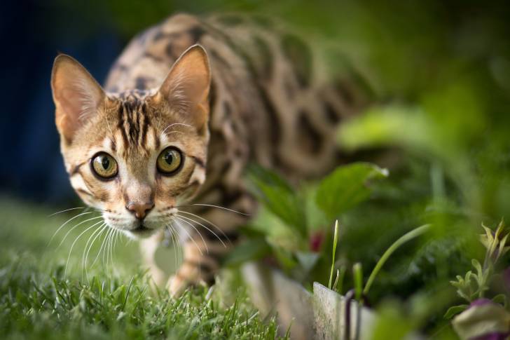 Un Bengal en train de chasser