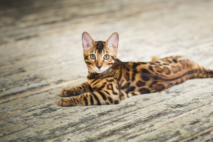 Un Bengal allongé sur du parquet