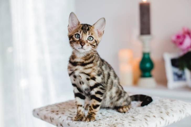 Un Bengal assis sur un arbre un chat
