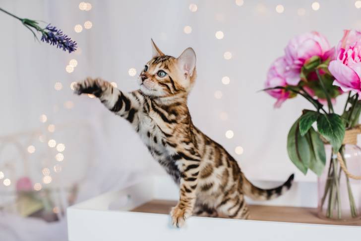 Un Bengal en train de jouer avec une fleur 