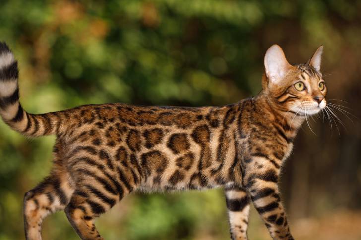 Un Bengal dans un parc