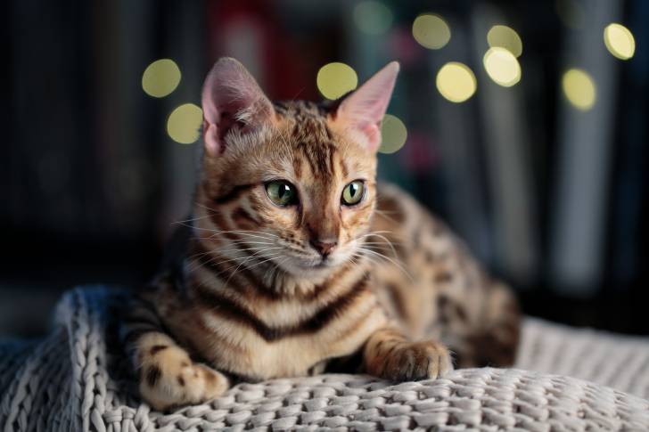 Un Bengal allongé sur un plaid