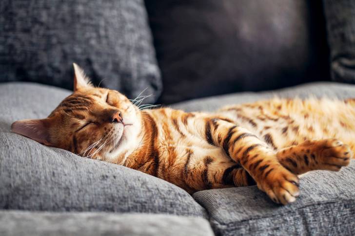 Un Bengal allongé sur un canapé gris