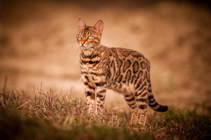 Un Bengal en train de se promener dans la nature