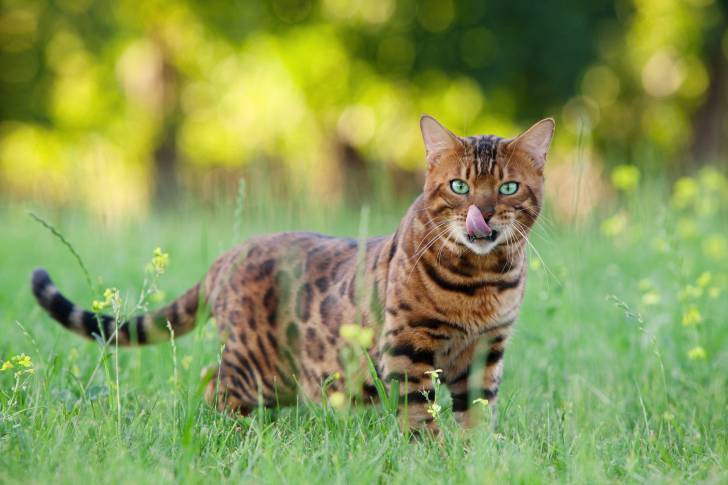 Un Bengal en train de se promener dans l'herbre