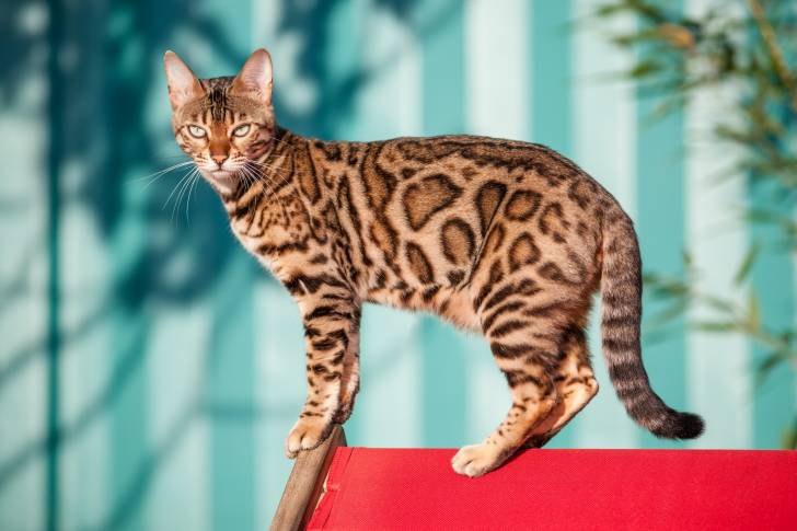 Un Bengal assis sur le dos d'une chaise de plage