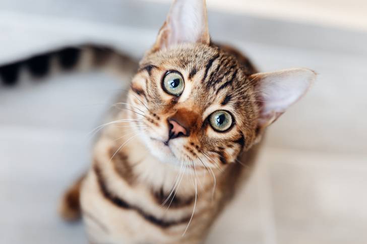 Un Bengal en train de fixer l'objectif