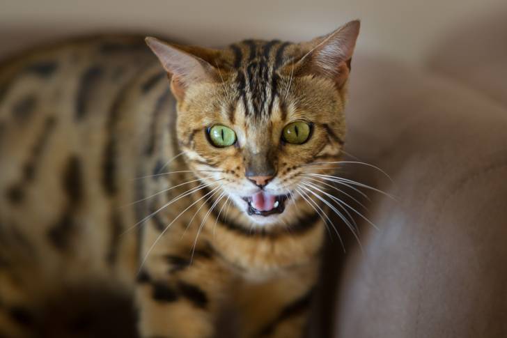 Photo Bengal