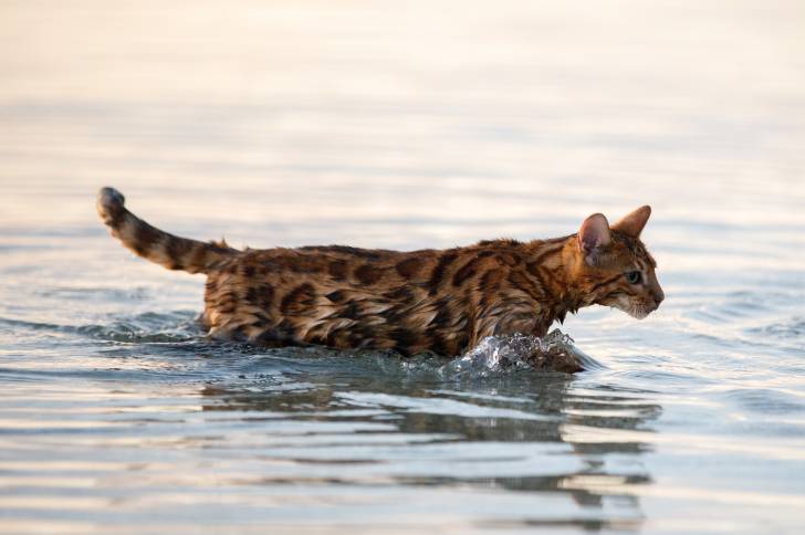 Photo Bengal