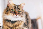Photo Maine Coon