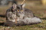 Photo Maine Coon