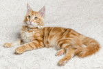 Photo Maine Coon