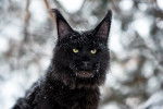 Vue proche d'un Maine Coon noir sous la neige
