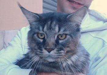 BUGZY (Maine Coon) - Maine Coon