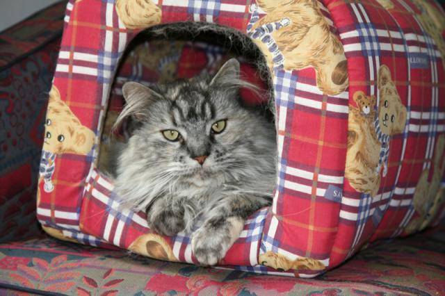 Maine coon Biscotte - Maine Coon