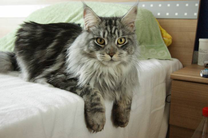 Un Maine Coon allongé sur un lit