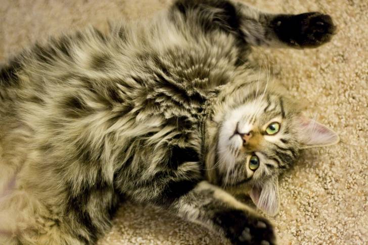 Un Maine Coon allongé sur un tapis