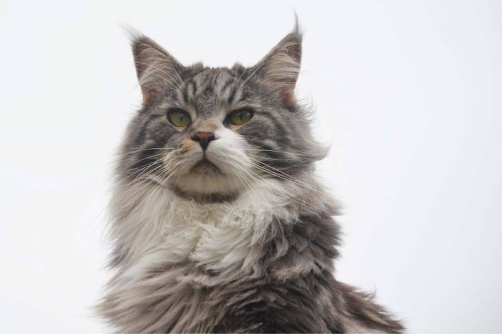 Un Maine Coon vu de près