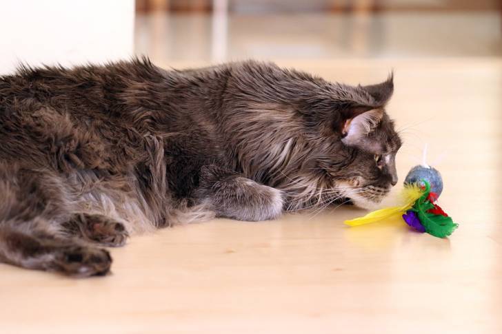 Un Maine Coon allongé en face d'un jouet