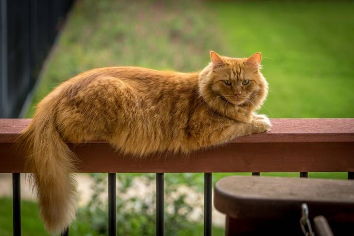 Le Maine Coon - Maine Coon