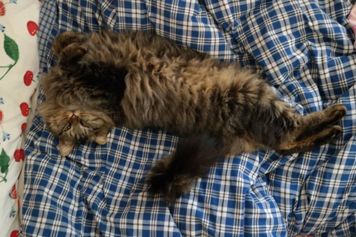 Zane - Maine Coon Mâle (5 ans)