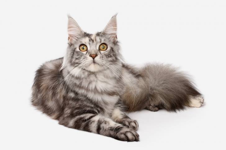 Un Maine Coon sur fond blanc