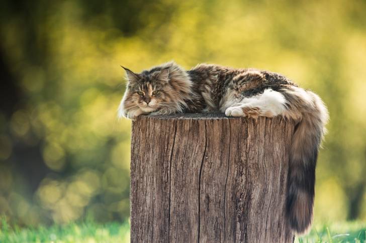 Un Maine Coon allongé sur un tronc d'arbre