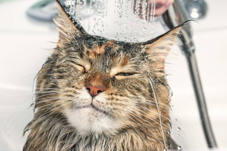 Photo Maine Coon