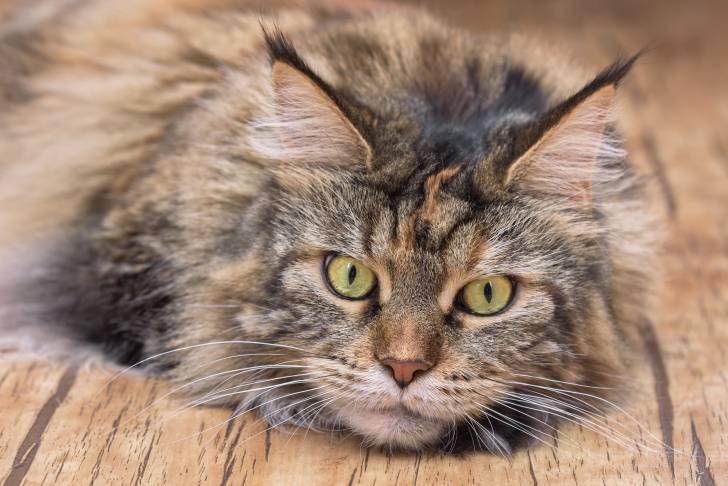 Vue proche d'un Maine Coon écaille de tortue