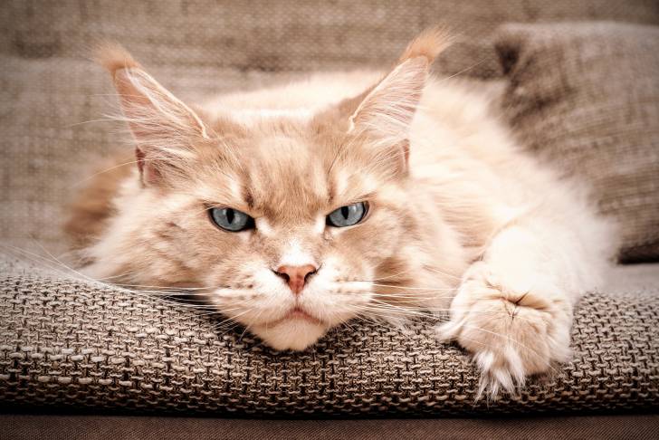 Un Maine Coon allongé avec la tête posée au sol