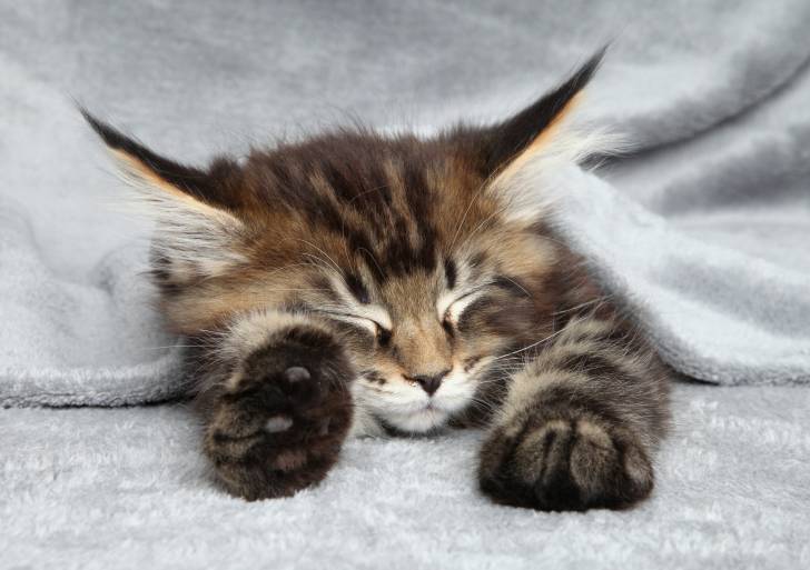 Un Maine Coon endormi sous un plaid