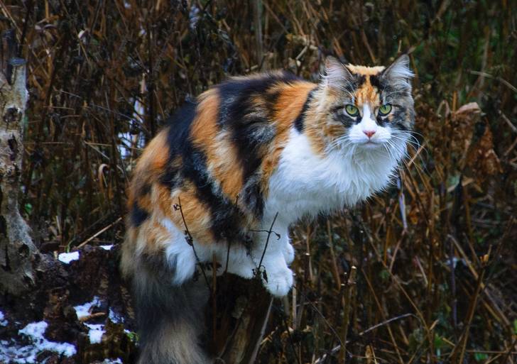 Un Maine Coon tricolore aux yeux verts perché sur une souche d'arbre