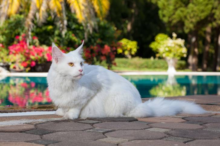Un Maine Coon blanc allongé au bord d'une piscine