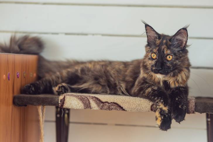 Un jeune Maine Coon écaille de tortue allongé sur une étagère