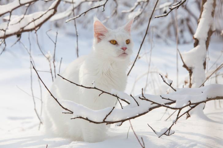Un Maine Coon sous la neige