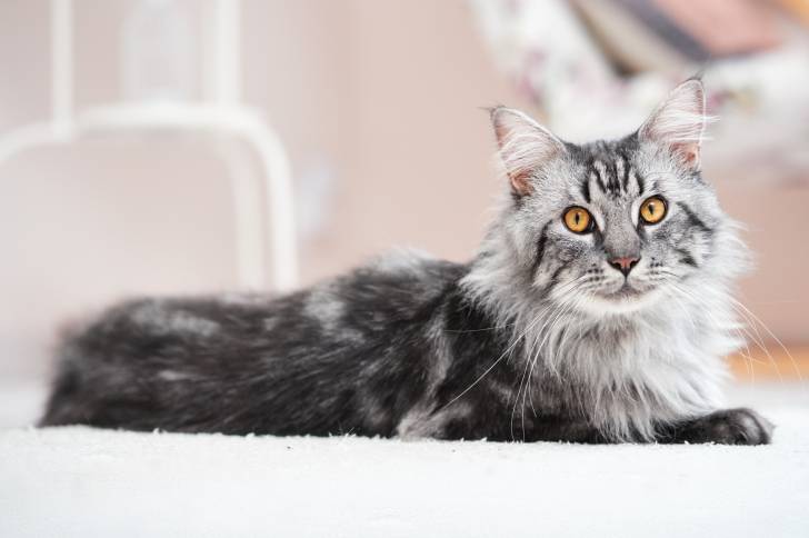 Un Maine Coon allongé sur un plaid blanc