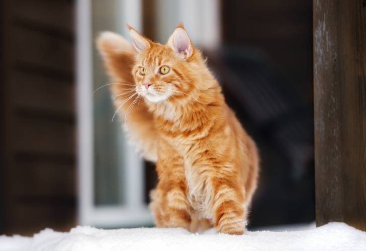 Un Maine Coon assi devant une fenêtre
