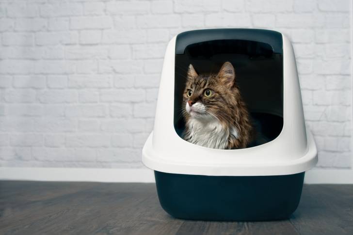 Un jeune chat Maine Coon brun rayé et blanc installé dans sa litière couverte regarde à l'extérieur