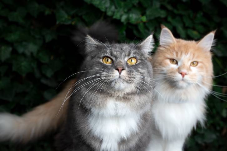 Photo Maine Coon