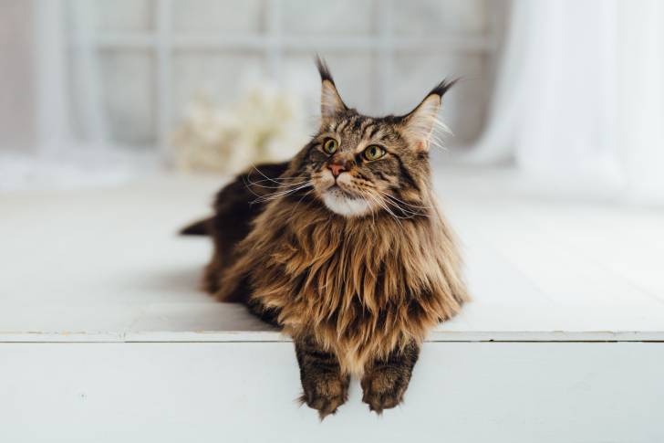 Un Maine Coon assis sur un meuble blanc