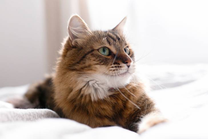 Un Maine Coon allongé sur un lit