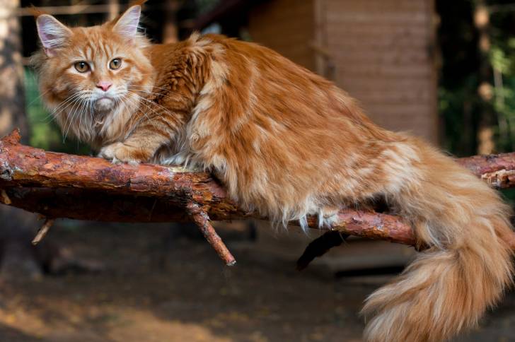 Un Maine Coon allongé sur une branche d'arbre